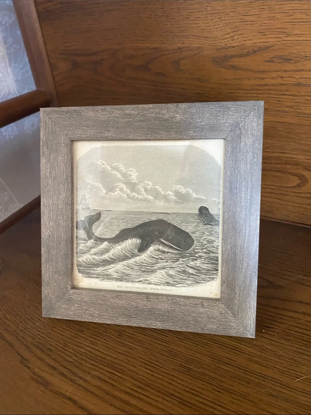 1909 Framed Sperm Whale Print in Gray and White